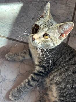 Rescue American Shorthair Cats for Adoption in Detroit, Michigan - Olive | PetCurious