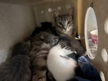 SABLE -  Domestic Short Hair Cat for Adoption in San Bernardino, California - SABLE | PetCurious