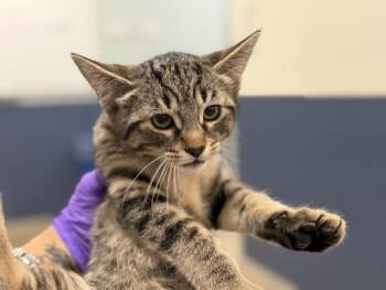 Domestic Short Hair Cats Available for Adoption in Doral, Florida - THOR | PetCurious
