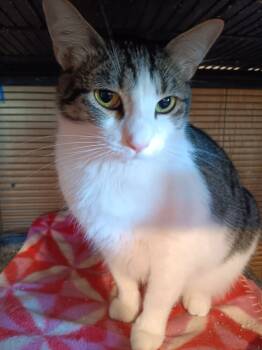 Rescue Domestic Short Hair Cats for Adoption in Thatcher, Arizona - Snoopy | PetCurious