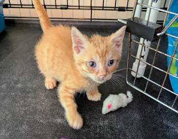Raymond Sunshine -  Domestic Short Hair Cat for Adoption in Trenton, New Jersey - Raymond Sunshine | PetCurious
