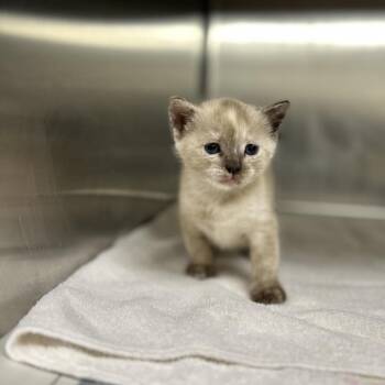 Domestic Short Hair Cats Available for Adoption in Pauls Valley, Oklahoma - Kiwano | PetCurious