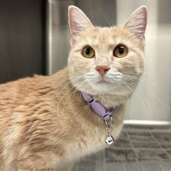 Aspen -  Domestic Short Hair Cat for Adoption in Houston, Texas - Aspen | PetCurious