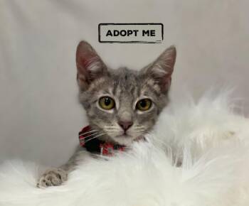 Domestic Short Hair Cats Available for Adoption - Buttered Rum | PetCurious