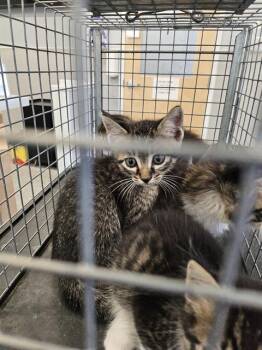 A137018 -  Domestic Medium Hair Cat for Adoption in Palmetto, Florida - A137018 | PetCurious