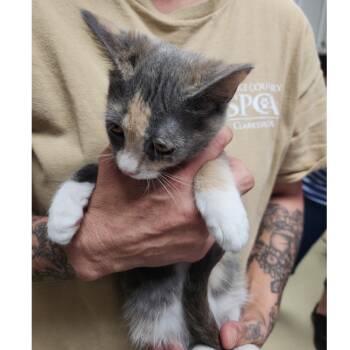 Rescue Dilute Tortoiseshell and Dilute Calico Cats for Adoption in Clarksville, Virginia - Mariposa | PetCurious