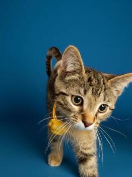 Wonton -  Domestic Short Hair Cat for Adoption in Syosset, New York - Wonton | PetCurious