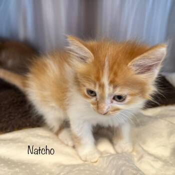 Nacho -  Domestic Medium Hair Cat for Adoption in Madisonville, Tennessee - Nacho | PetCurious