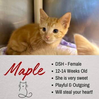 Maple -  Domestic Short Hair Cat for Adoption in Junction City, Kansas - Maple | PetCurious