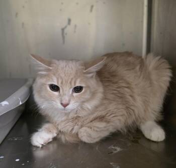 Domestic Short Hair Cats Available for Adoption in Meriden, Connecticut - Zelda | PetCurious