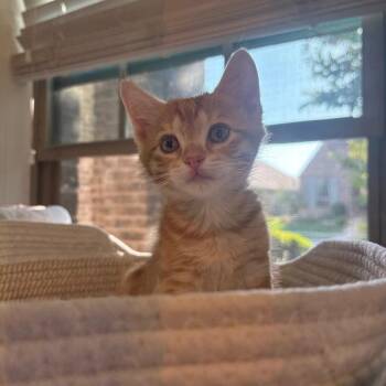 Chester -  Domestic Short Hair Cat for Adoption in Lewisville, Texas - Chester | PetCurious