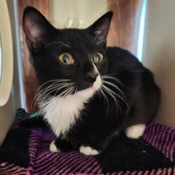 Rosie -  Domestic Short Hair Cat for Adoption in Reno, Nevada - Rosie | PetCurious