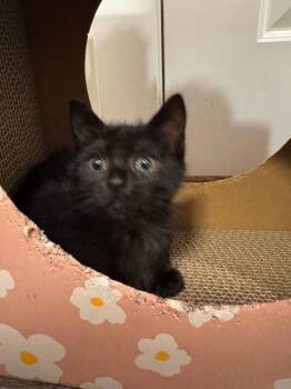 Fork -  Domestic Short Hair Cat for Adoption in Fort Collins, Colorado - Fork | PetCurious