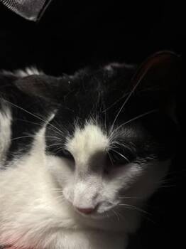 ONYX -  Domestic Short Hair Cat for Adoption in El Paso, Texas - ONYX | PetCurious