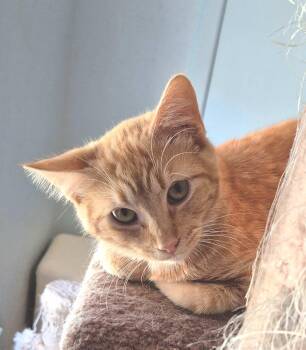 Tabby Cats Available for Adoption - Neville, Angus (Orange) And Ian (orange/white) | PetCurious