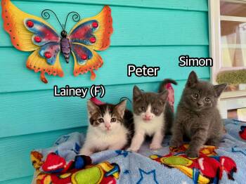 Peter -  Domestic Short Hair Cat for Adoption in Hermitage, Pennsylvania - Peter | PetCurious