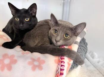 Trudy -  Domestic Short Hair Cat for Adoption in Raleigh, North Carolina - Trudy | PetCurious
