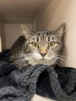 Domestic Short Hair Cats Available for Adoption in Quakertown, Pennsylvania - Floyd | PetCurious