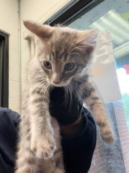 John -  Domestic Short Hair Cat for Adoption in Nashville, Tennessee - John | PetCurious