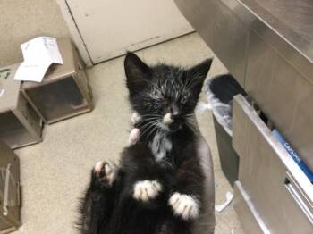 Domestic Short Hair Cats Available for Adoption in Riverside, California - LINDA | PetCurious