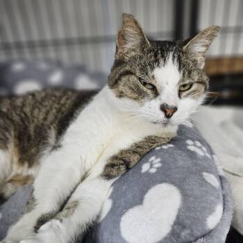 Domestic Short Hair Cats Available for Adoption in Ridgely, Maryland - Nutella | PetCurious