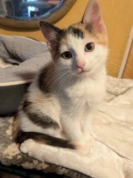 Rescue Domestic Short Hair Cats for Adoption in Arthur, Ontario - Sienna | PetCurious