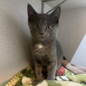 Gadzooks -  Domestic Short Hair Cat for Adoption in Pittsburgh, Pennsylvania - Gadzooks | PetCurious