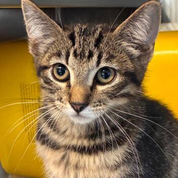 Gandalf -  Domestic Short Hair Cat for Adoption in Manhattan, Kansas - Gandalf | PetCurious
