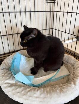 Wednesday -  Domestic Short Hair Cat for Adoption in Castro Valley, California - Wednesday | PetCurious