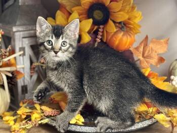 Dudley -  Domestic Short Hair Cat for Adoption in Seven Valleys, Pennsylvania - Dudley | PetCurious