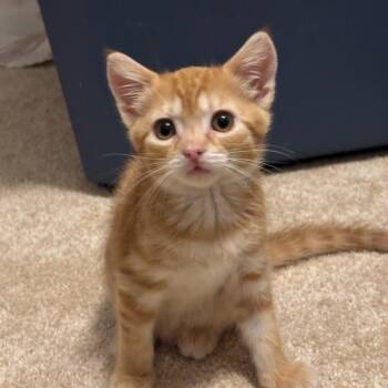 Marie -  Domestic Short Hair Cat for Adoption in Williston, Florida - Marie | PetCurious