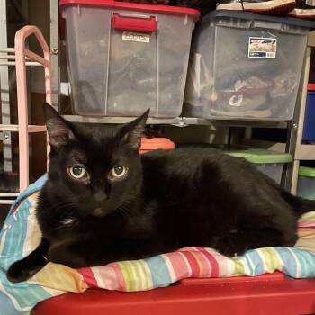 Domestic Short Hair Cats Available for Adoption in Villa Park, California - Nico | PetCurious
