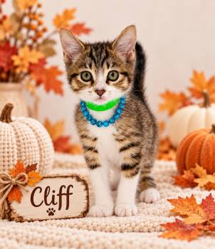 Cliff -  Domestic Short Hair Cat for Adoption in Tavares, Florida - Cliff | PetCurious