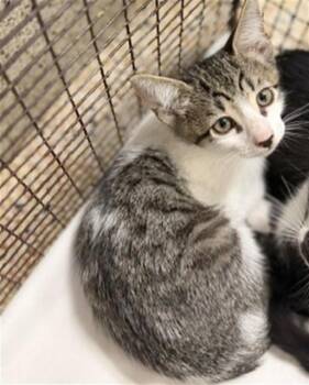 JUANCHO -  Domestic Short Hair Cat for Adoption in Doral, Florida - JUANCHO | PetCurious