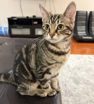 Flicker (+ Sibling) -  Domestic Short Hair Cat for Adoption in Richmond Hill, Ontario - Flicker (+ Sibling) | PetCurious