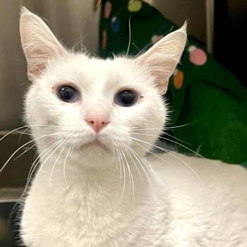 Domestic Short Hair Cats Available for Adoption in Long Beach, California - Snow White | PetCurious