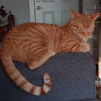 Mango -  Domestic Short Hair Cat for Adoption in Chicago, Illinois - Mango | PetCurious