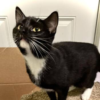 Domestic Short Hair Cats Available for Adoption - Luka | PetCurious