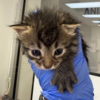 Domestic Short Hair Cats Available for Adoption in Columbus, Georgia - Supernova Siren 7934 | PetCurious