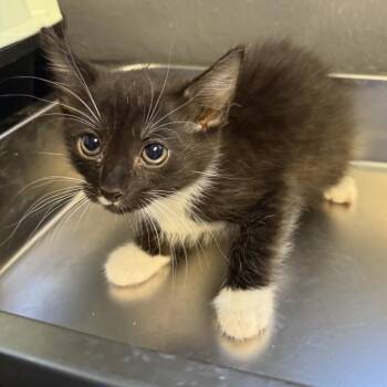 TUSC-Stray-85017_2_3_4_5 -  Domestic Short Hair Cat for Adoption in Tuscaloosa, Alabama - TUSC-Stray-85017_2_3_4_5 | PetCurious