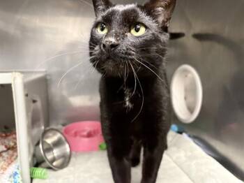 BLUE -  Domestic Short Hair Cat for Adoption in Kent, Washington - BLUE | PetCurious