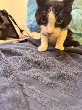 Miney -  Domestic Short Hair Cat for Adoption in Raleigh, North Carolina - Miney | PetCurious