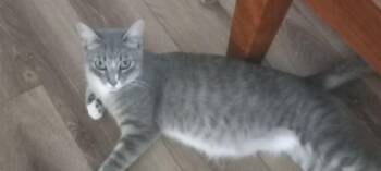SYDNEY -  Domestic Short Hair Cat for Adoption in Pueblo, Colorado - SYDNEY | PetCurious