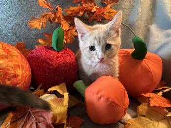 Rescue Domestic Short Hair Cats for Adoption in Mantua Township, New Jersey - Popsicle | PetCurious