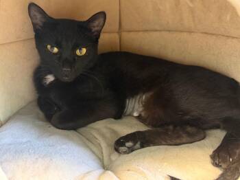 Domestic Short Hair Cats Available for Adoption in Cape Coral, Florida - Kalli | PetCurious