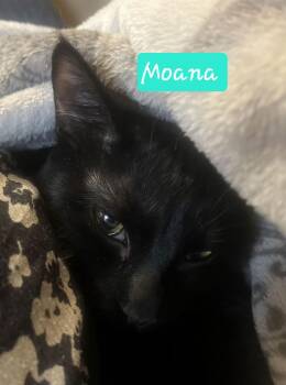 Domestic Short Hair Cats Available for Adoption - Moana | PetCurious
