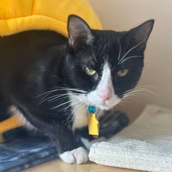 Domestic Short Hair Cats Available for Adoption in Port Washington, New York - Nevada | PetCurious