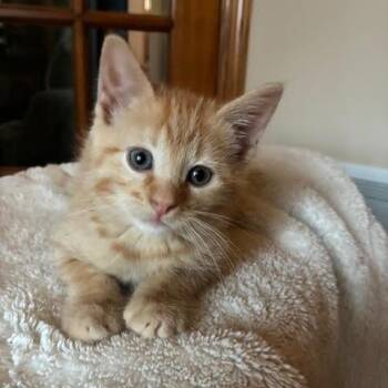 Rescue Tabby Cats for Adoption in Minneapolis, Minnesota - Dorothy | PetCurious