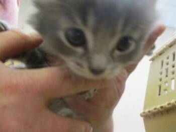 Domestic Long Hair Cats Available for Adoption in Ocala, Florida - DARREN | PetCurious