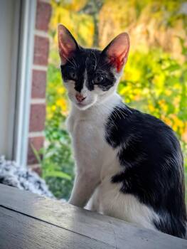 Batman -  Domestic Short Hair Cat for Adoption in Houston, Texas - Batman | PetCurious